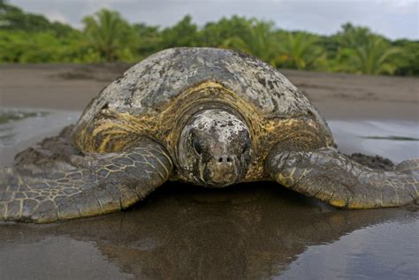 best time to go to costa rica to see turtles
